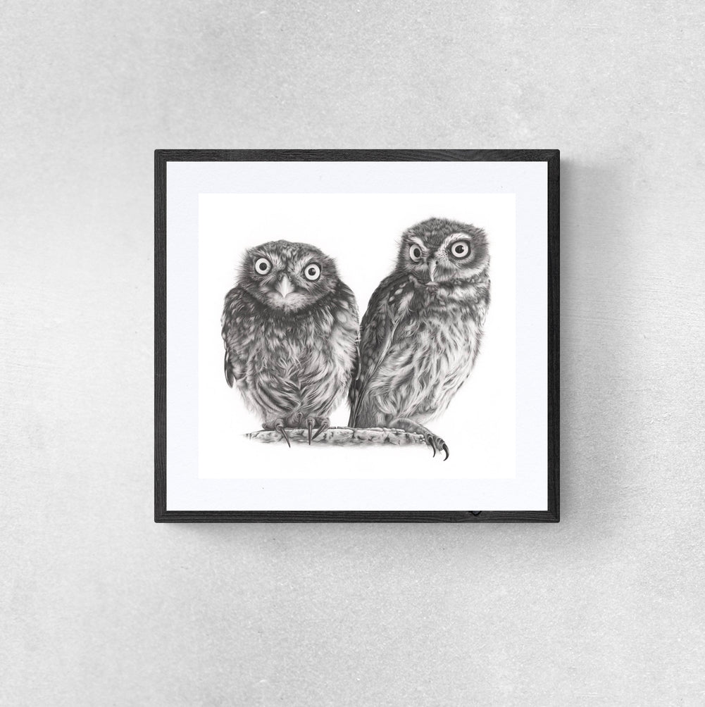 Owl art. Two young owls detailed pencil drawing.