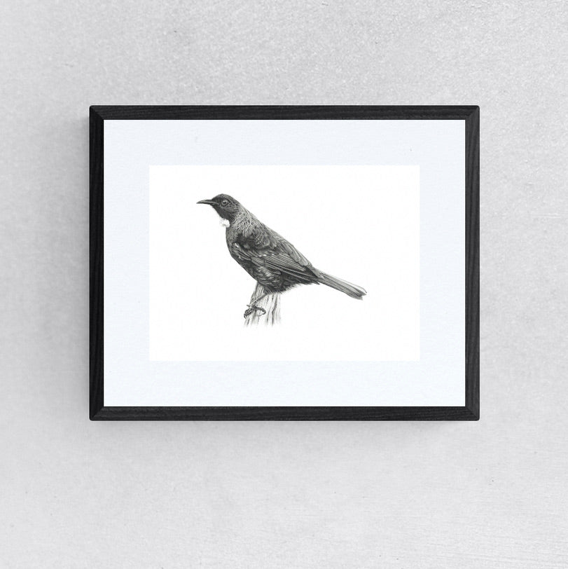 Tui - Limited Edition Giclee Prints – Emma Timmis Illustrations