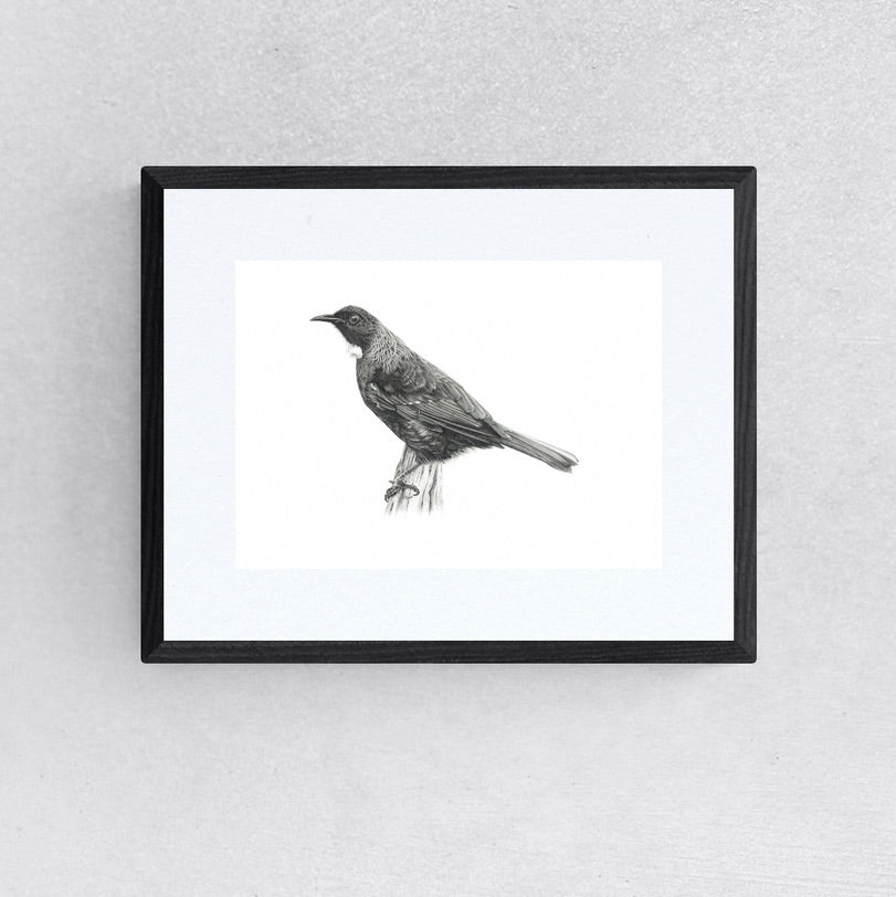 Tui - Limited Edition Giclee Prints