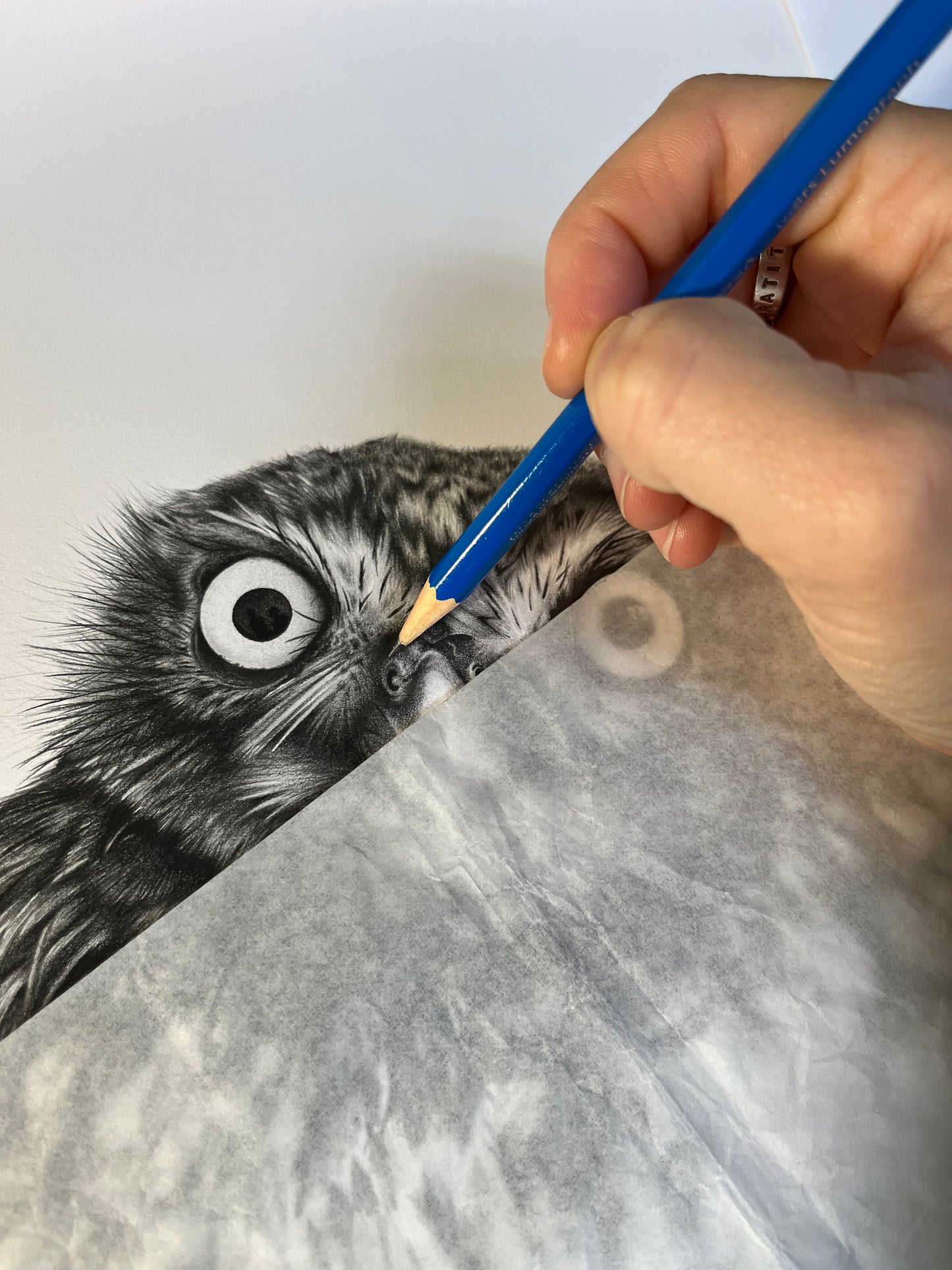 Drawing of owl face