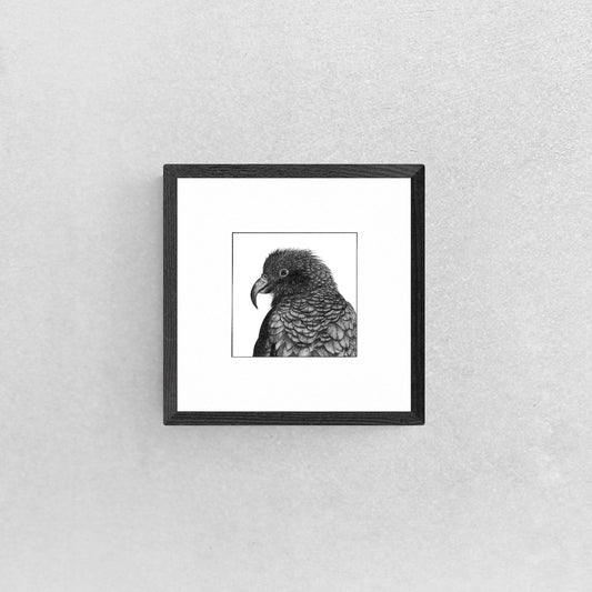 Oh, Hello There - Kea - Limited Edition A4 Giclee Print