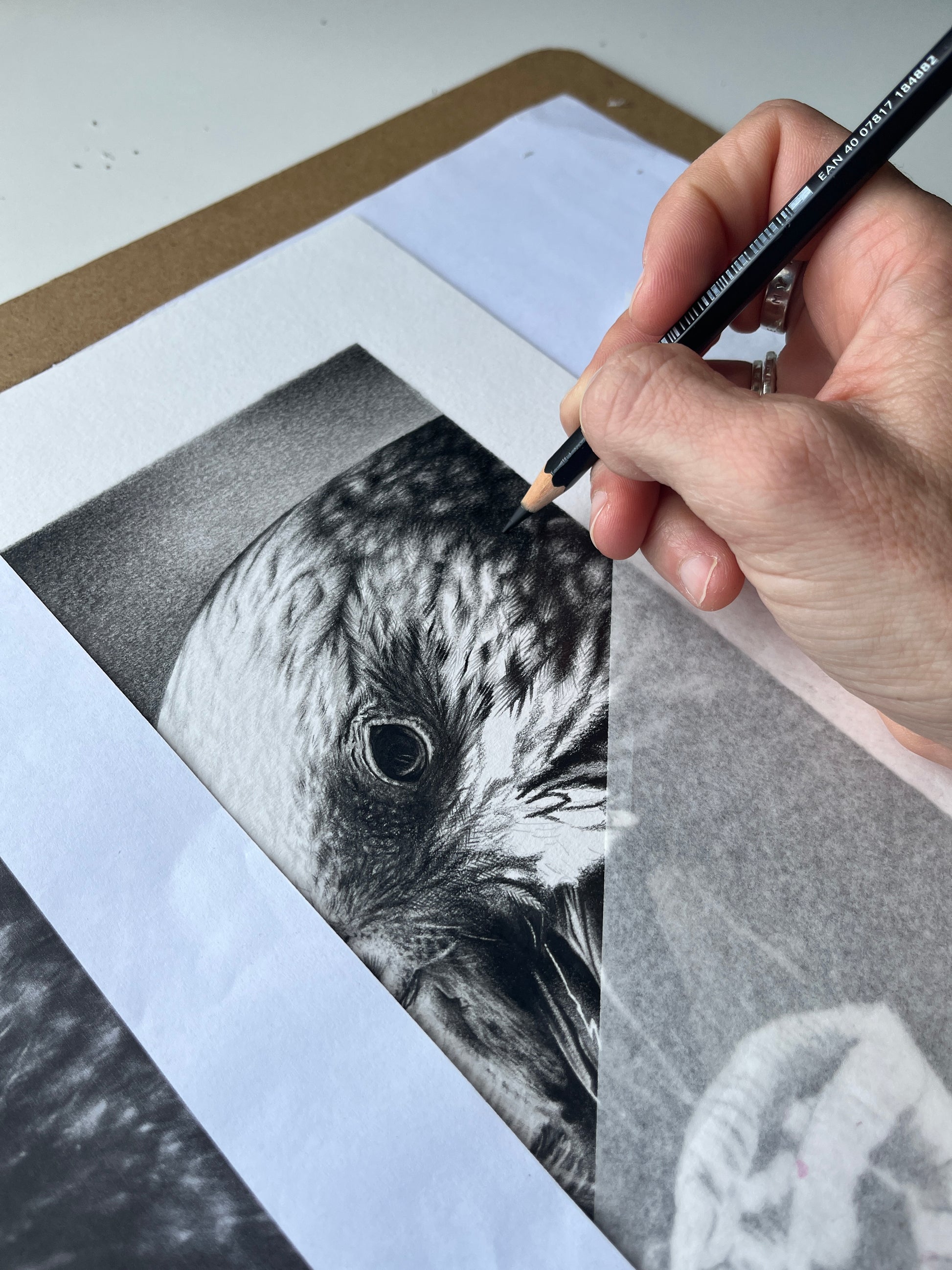 Drawing the feathers of the parrot kaka