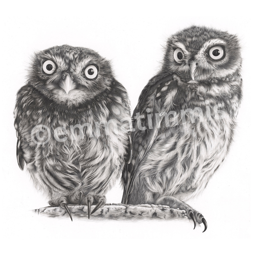 Owls drawn by Emma Timmis. Cute owls.