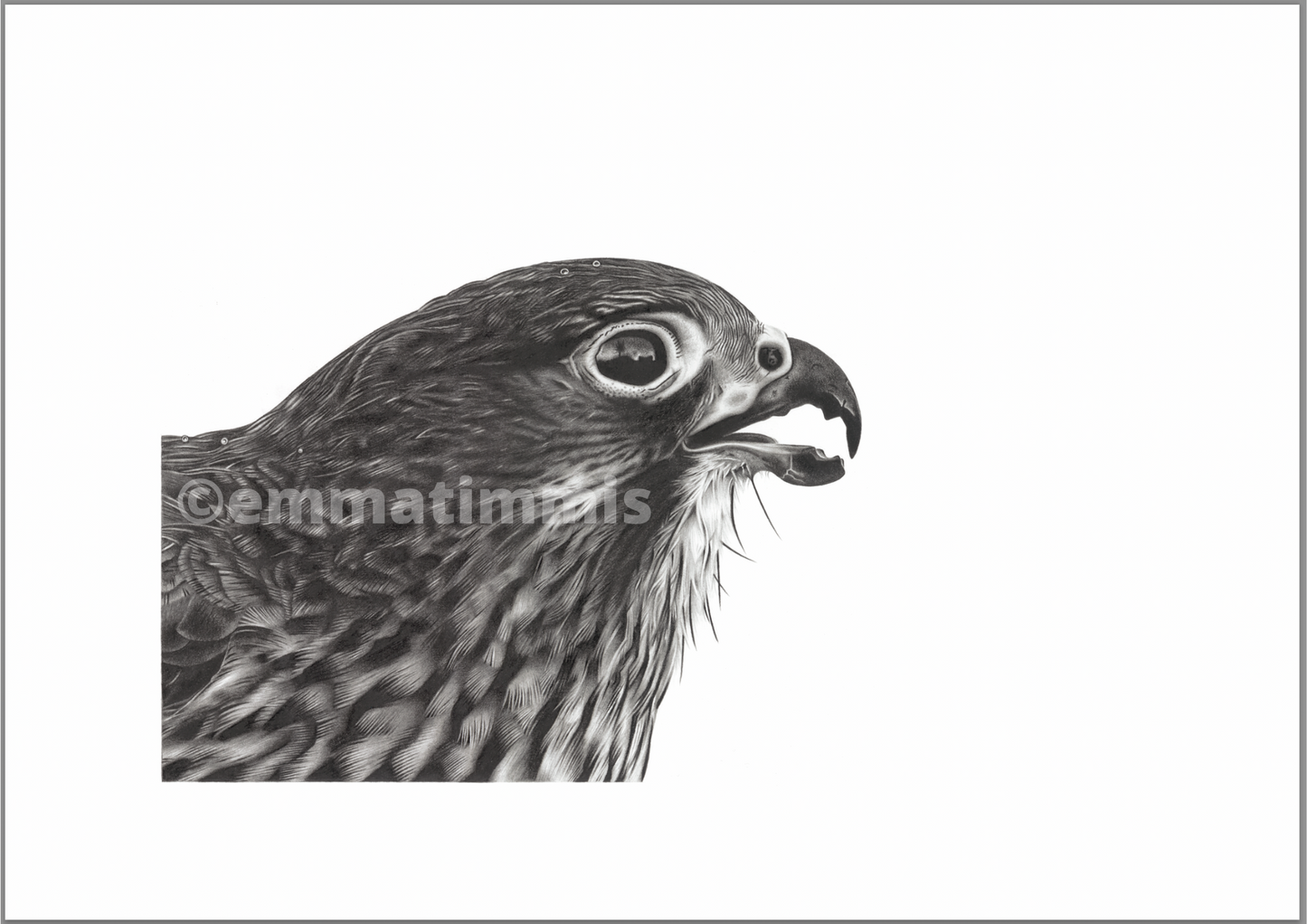 Hatupatu the Falcon - Limited Edition Giclee Print