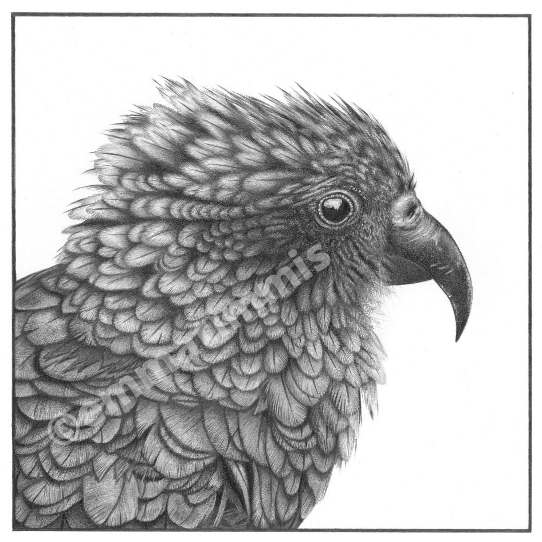 Ruffle my Feathers Baby - Kea - Limited Edition A4 Giclee Print