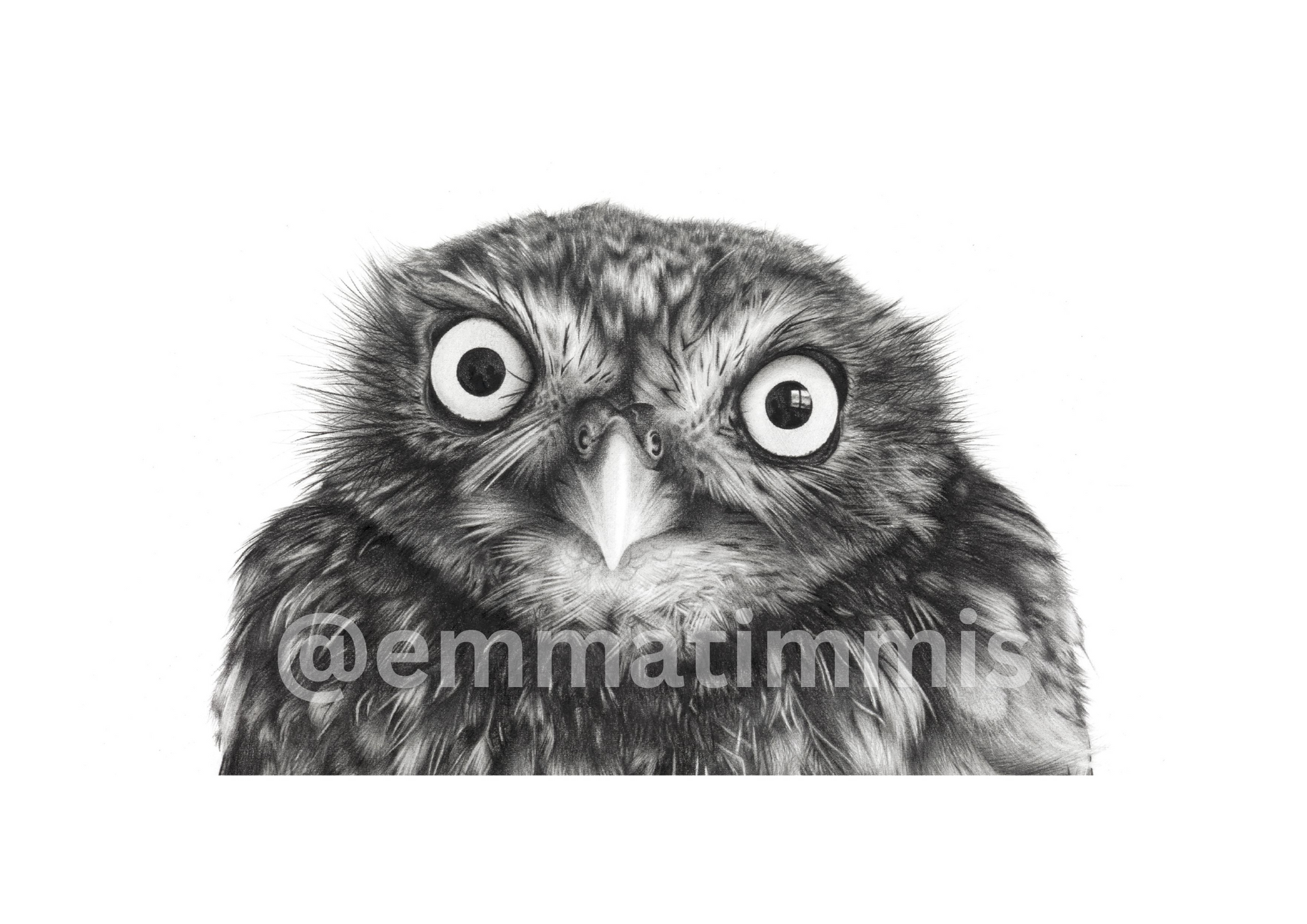 Owl art by Emma Timmis