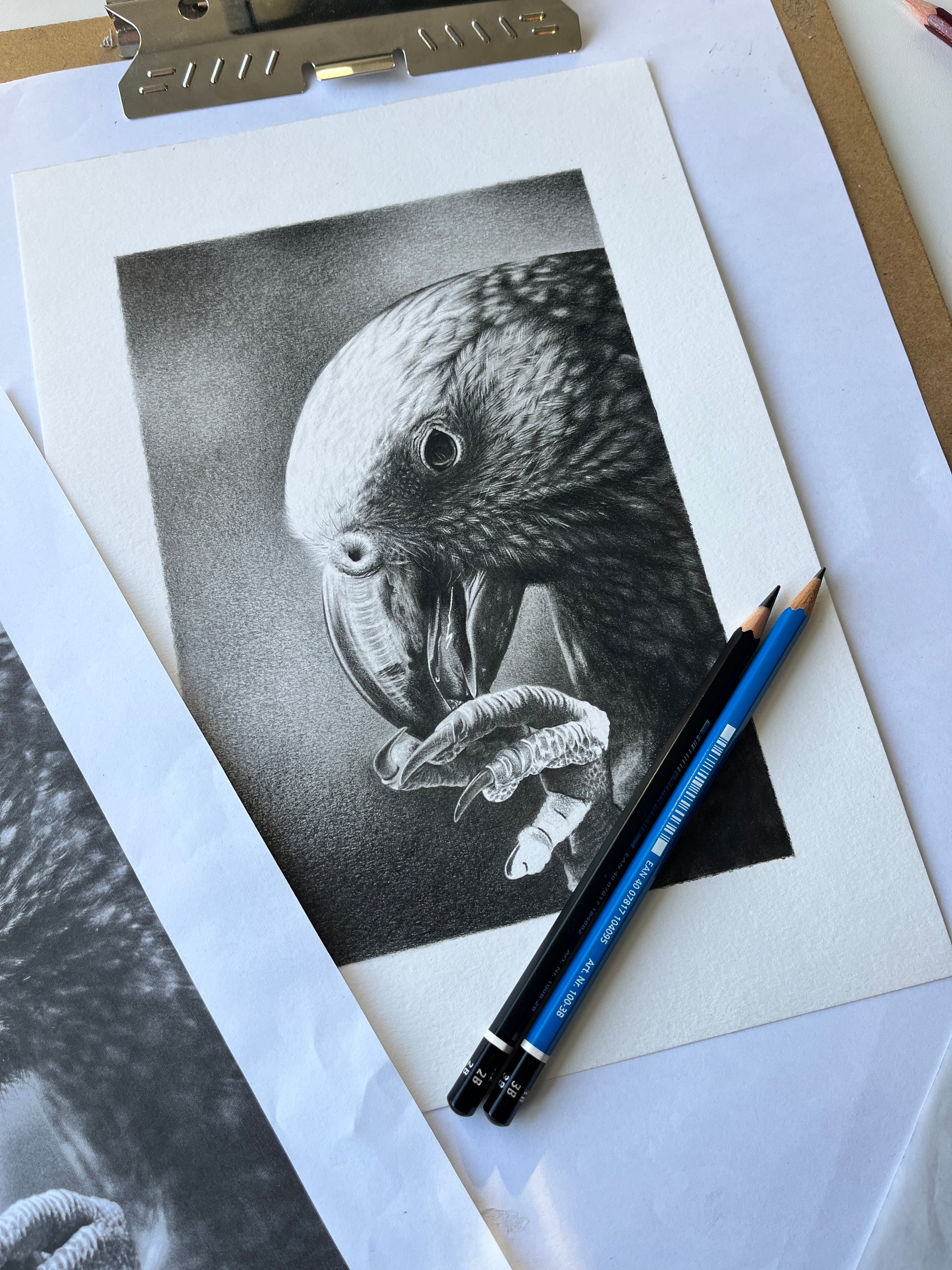 Parrot beak and claw on kaka art