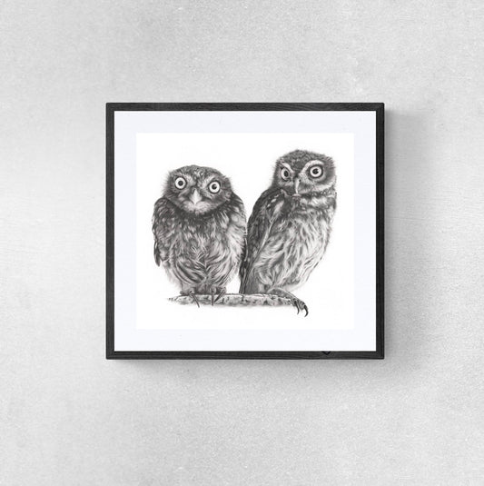 Owl art. Two young owls detailed pencil drawing.